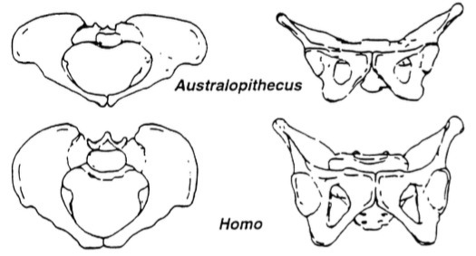 Image 2: Hominin pelves