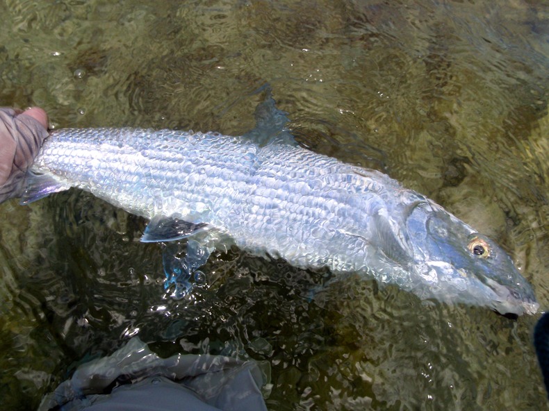 Silvrback blog image