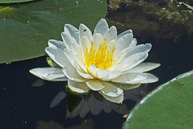 sb_float