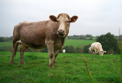 Cows cheeseburgers zits