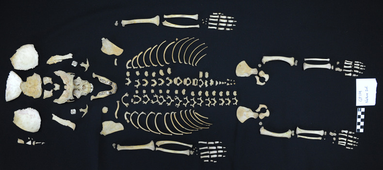 Nakure skeleton