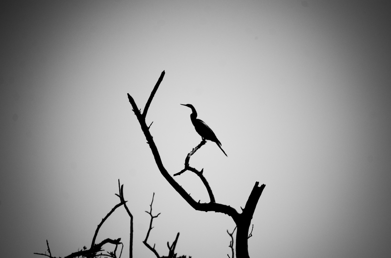 Silhouette bird