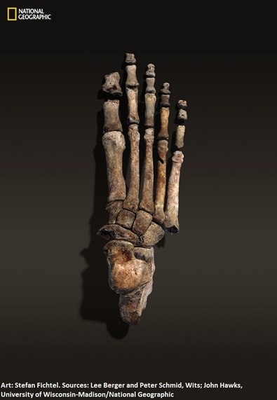 The foot of Homo naledi