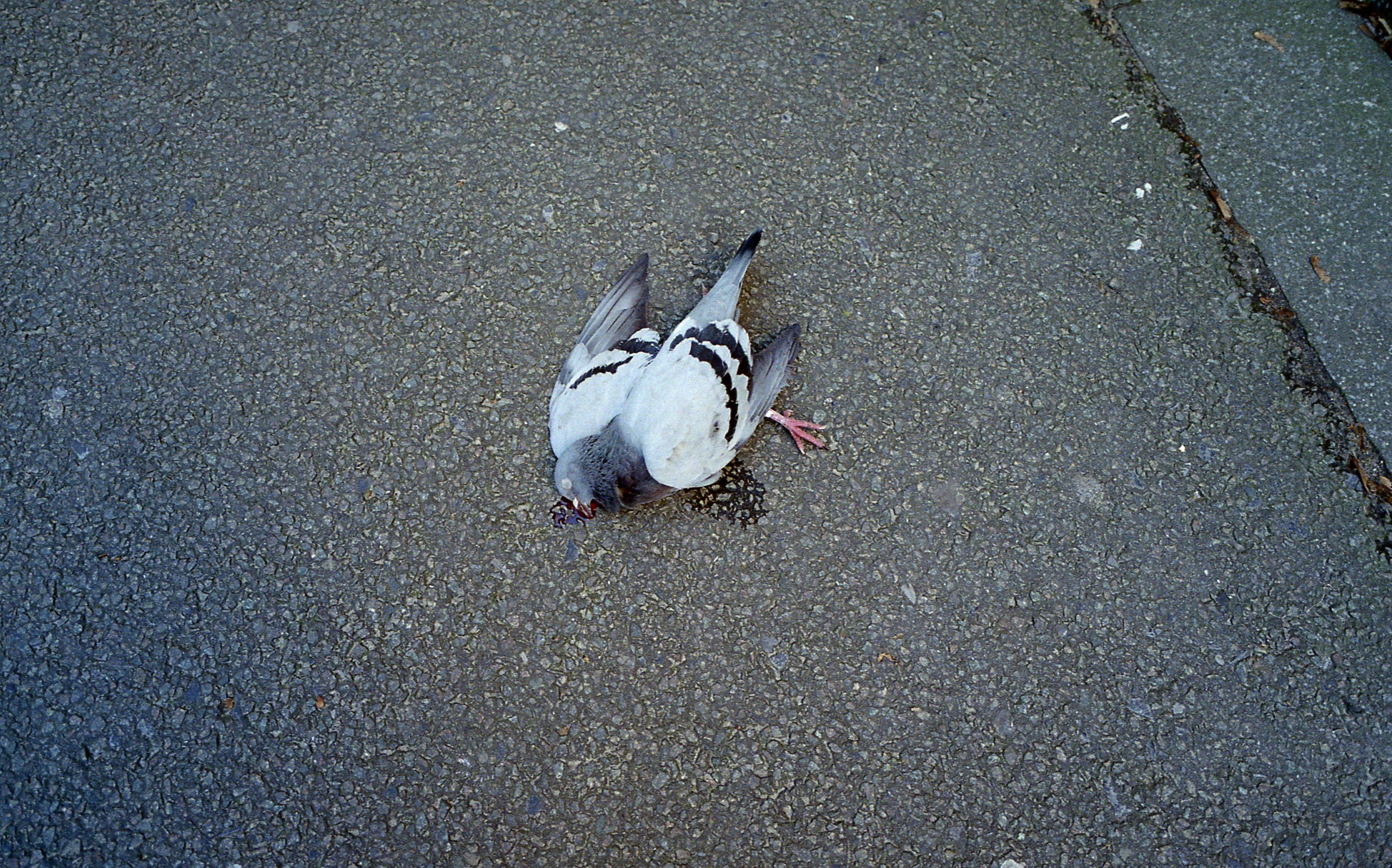 Silvrback blog image