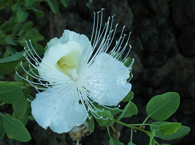 Silvrback blog image