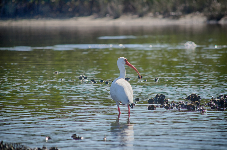 Ibis looking back