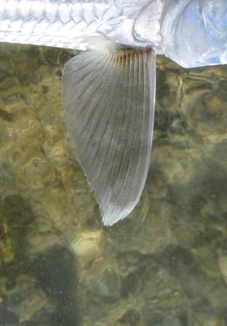Silvrback blog image