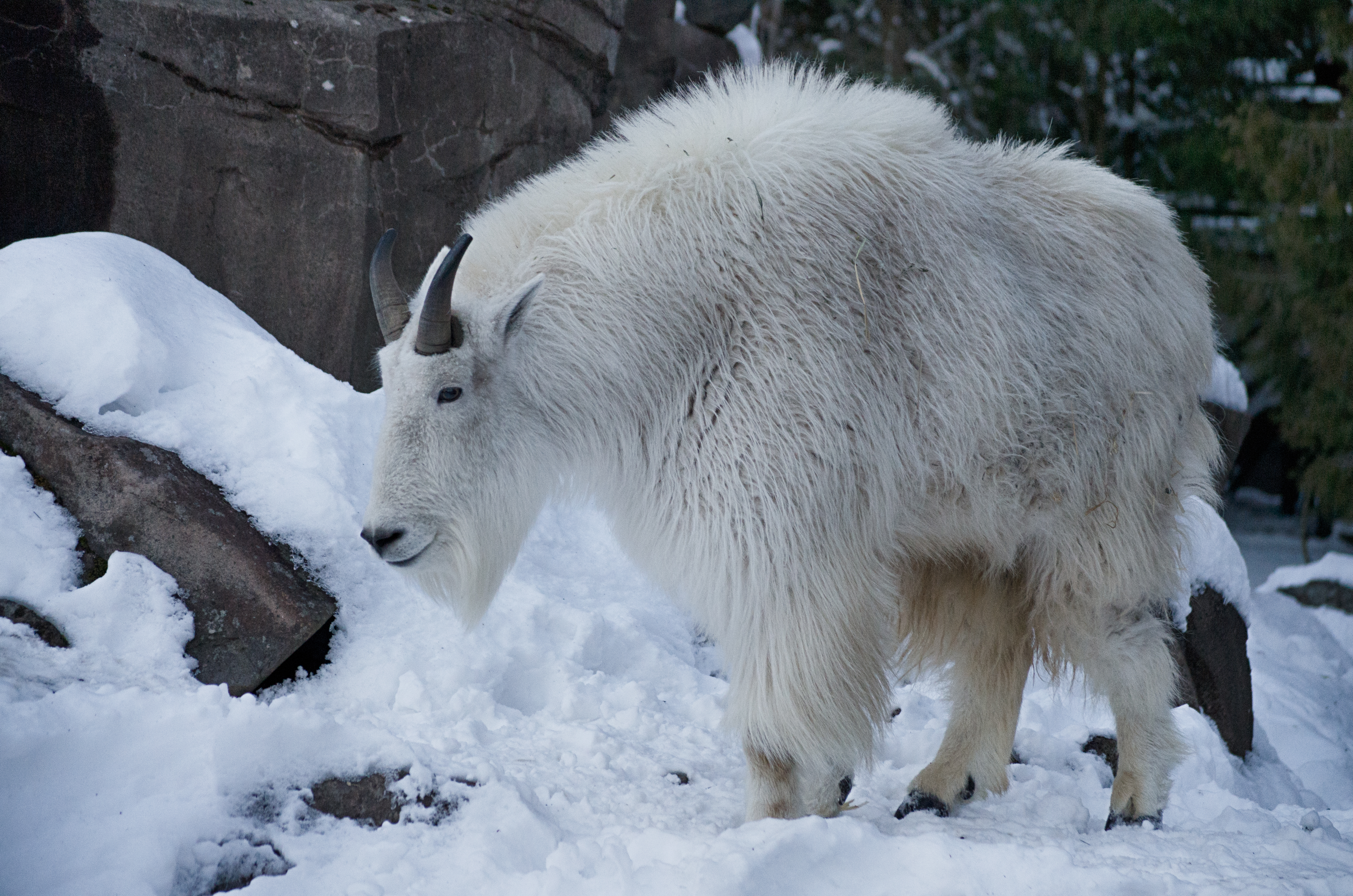 Mountain goat smiling in snow 