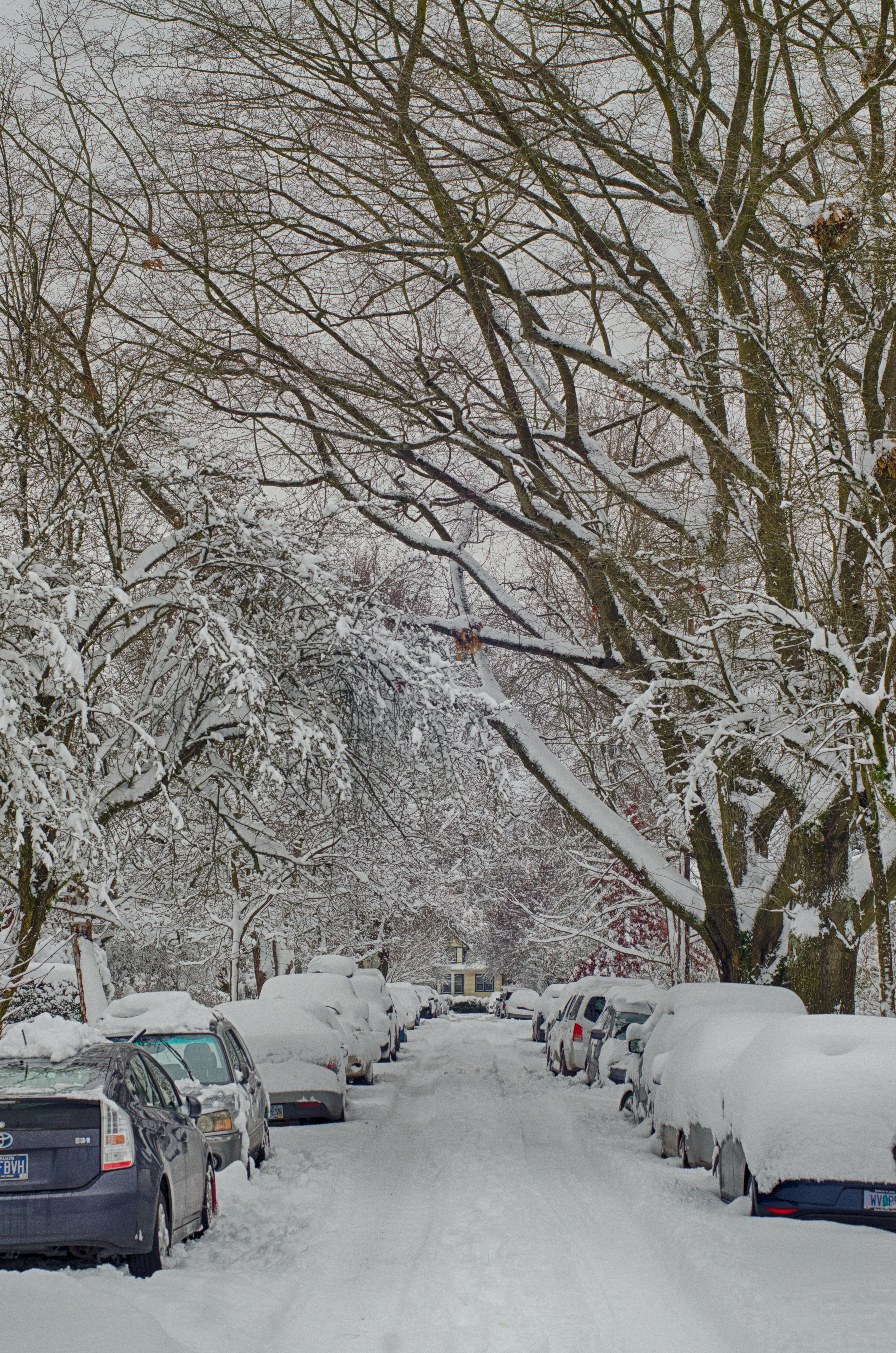 All trees over road 