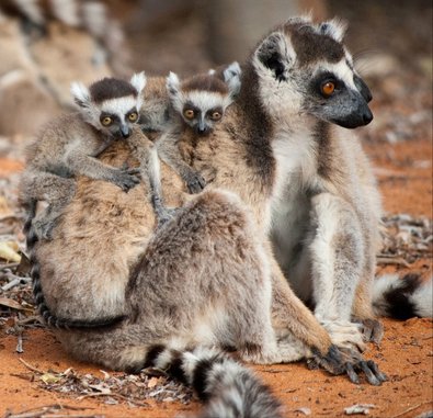 Ring-tailed mothers and infants