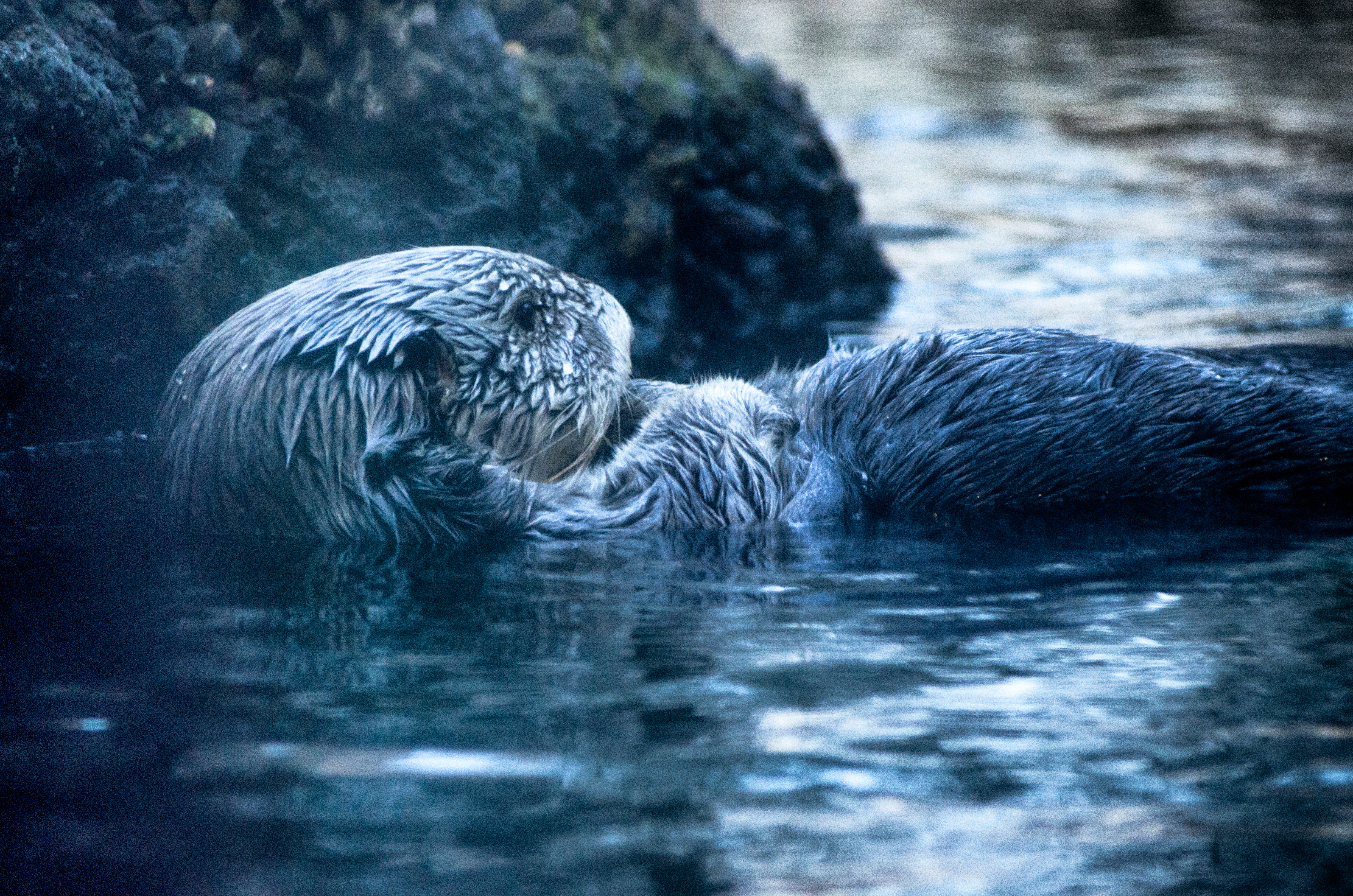 Otter on back 