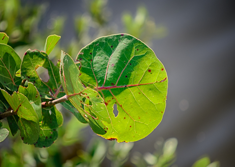 Vignetted Leaf