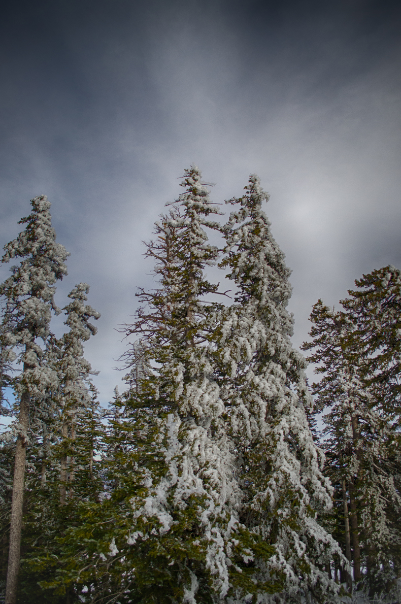 Frozen trees