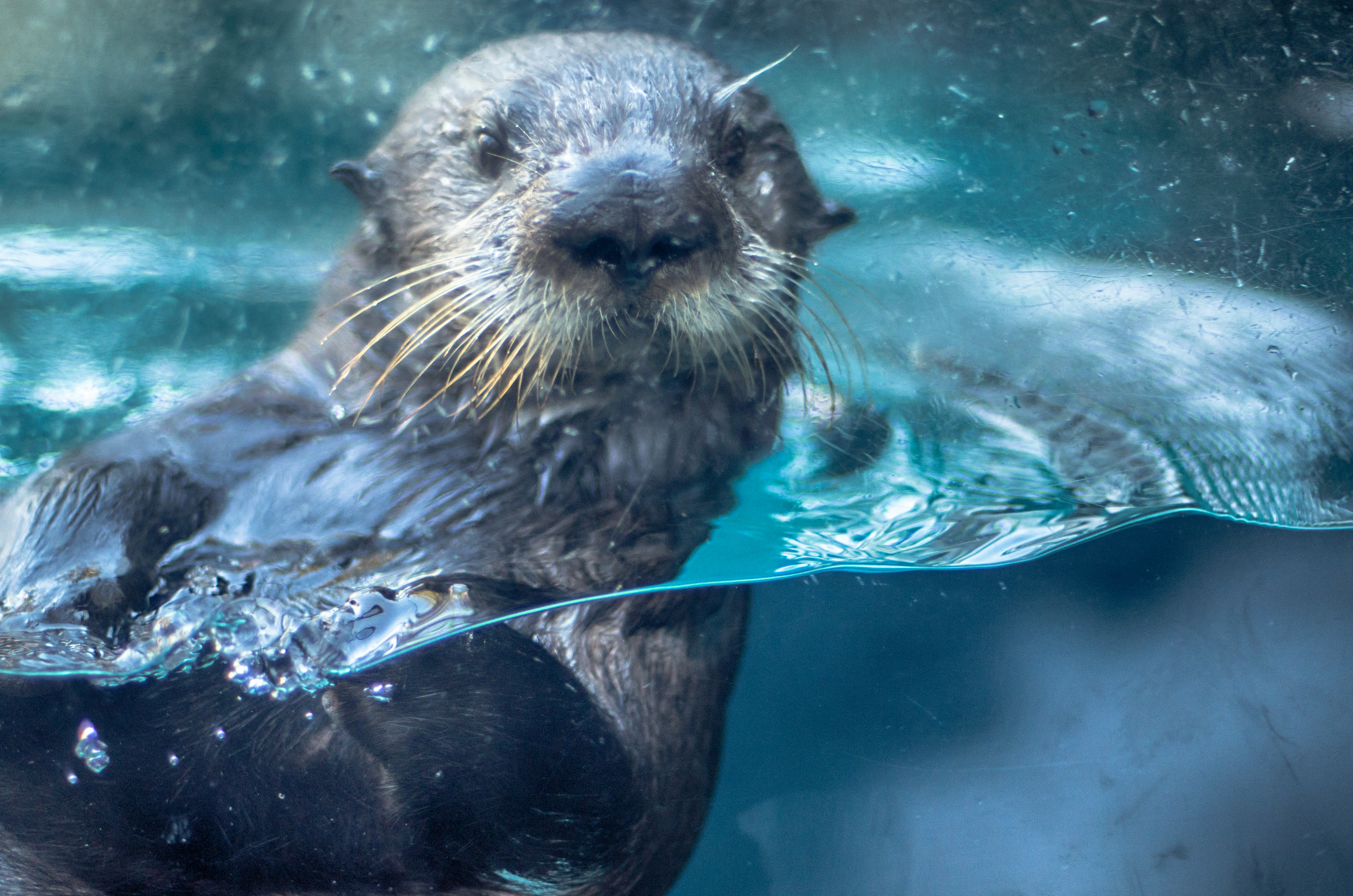 Otter in water 