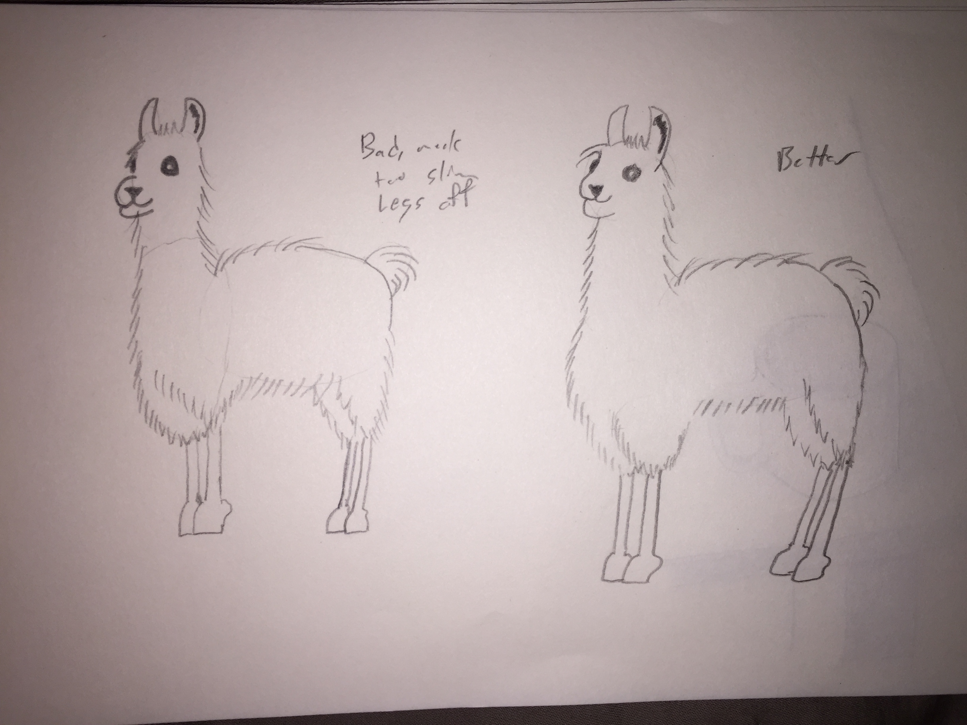 Alpacas 1 