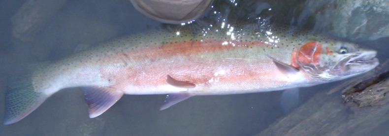Silvrback blog image